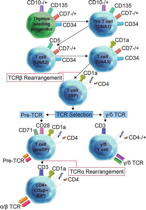 Illustration of T cell development. | Download Scientific Diagram