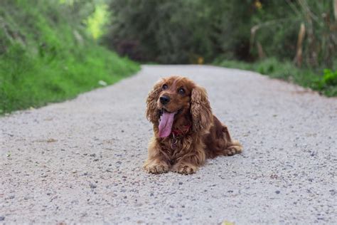 10 Essential Spaniel Training Commands to Teach Your Puppy – Sprocker Lovers