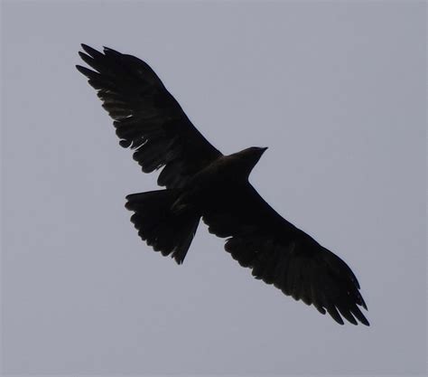 Golden Eagle Wingspan by createeverywhere on DeviantArt