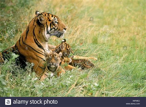 Tiger Cub Mother High Resolution Stock Photography and Images - Alamy