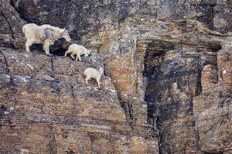 Cabras nas alturas! Animais se arriscam em penhascos de tirar o fôlego - Mega Curioso