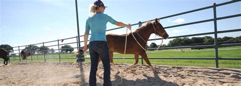 Training Tip: Training a Paso Fino Horse | Downunder