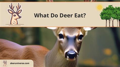 What Do Deer Eat? A Comprehensive Look at the Deer Diet - Deer Universe