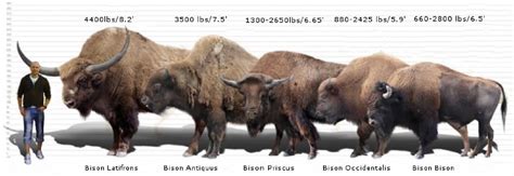 Horizontes de Grandeza. La fauna de la Conquista del Oeste. 3. El bisonte