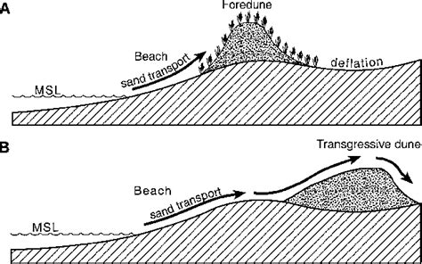 (A) Foredune formation at the backshore by vegetation that traps sand ...