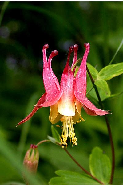 Minnesota Wildflowers - earlorfphotos