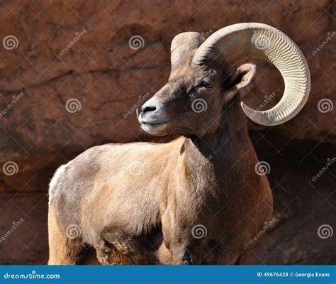 Bighorn Sheep Ram In Rocky Mountains Stock Photo - Image: 49676428