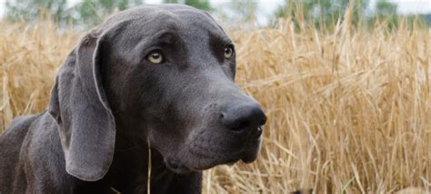 Weimaraner Training Tips - 6 Articles: Unique Suggestions & Housebreaking Training