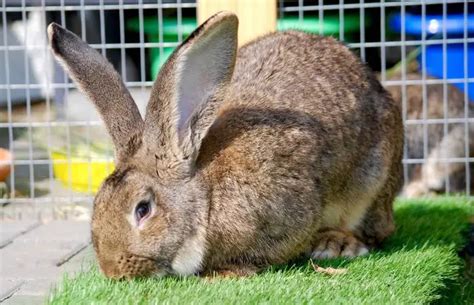 Flemish Giant Rabbit Care Sheet | Here Bunny