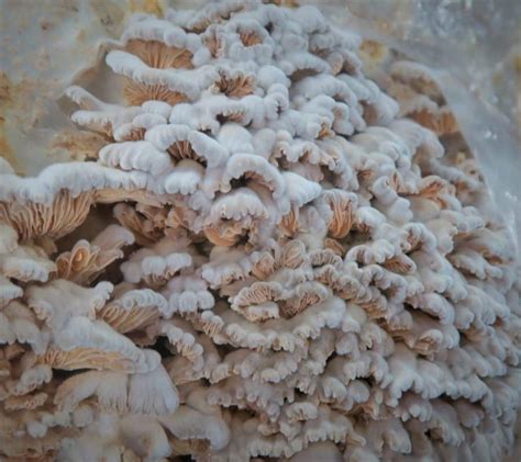 M9994 Schizophyllum commune | Mycelia