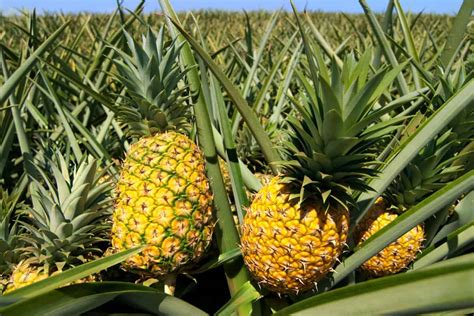 How Long Does It Take A Pineapple To Grow [Inc. After It Flowers]?