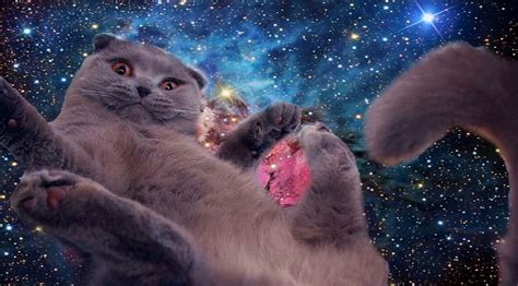 Galaxy cat, Weird Cat HD wallpaper | Pxfuel