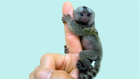 Pet Finger Monkey: Get All Information in One Place - Lil Pet