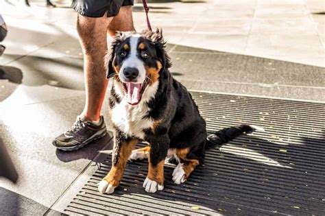 Summer dog walking tips: Keep your furry friend safe and healthy