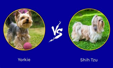 Yorkie vs Shih Tzu: What are 8 Key Differences? - A-Z Animals