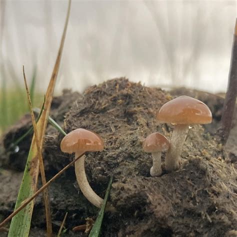 Psilocybe fimetaria, central Scotland, ~300m above sea level. Not as ...