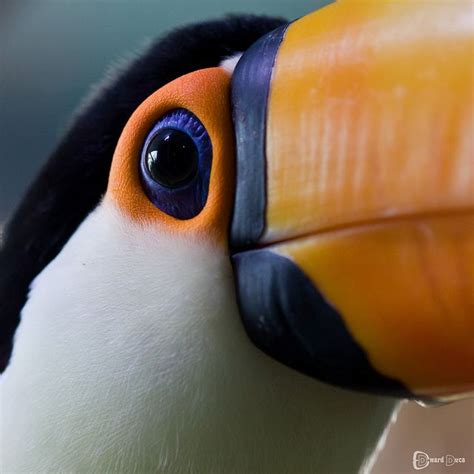 Eye to eye with a Tucan Toco | Toucans, Pretty animals, Toco toucan