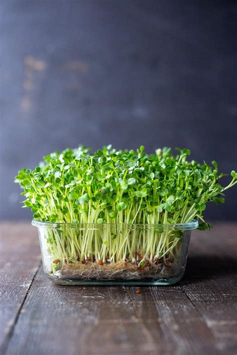 How to Grow Microgreens (Video) | Feasting At Home