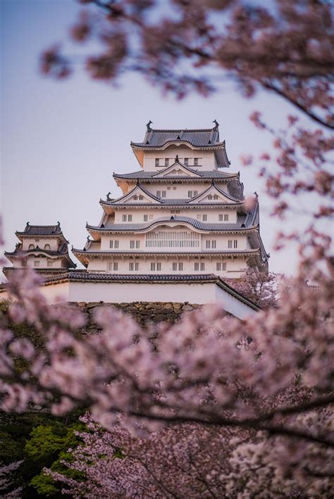 Himeji Castle Cherry Blossom & Sakura Season Tips - Travel Caffeine