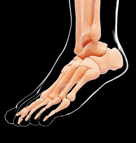 Human Foot Bones Photograph by Pixologicstudio/science Photo Library ...