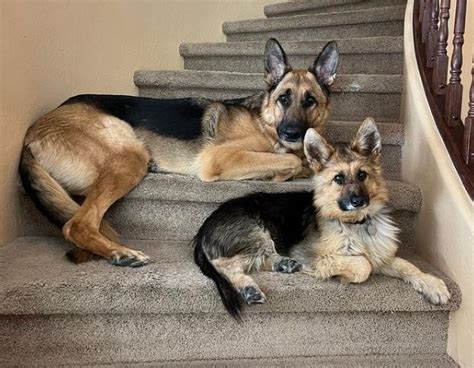 A puppy forever – Meet Ranger, the German Shepherd with dwarfism ...