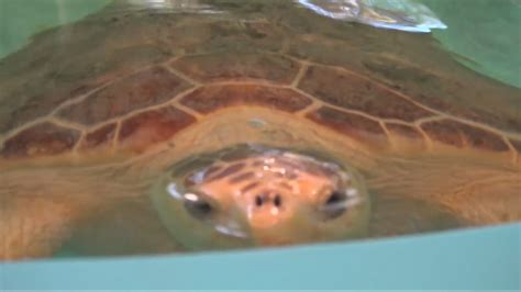 Help sea turtles on Jekyll Island ahead of nesting season ...