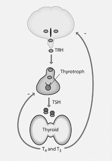 Hypothalamic Pituitary Thyroid Axis Diagram