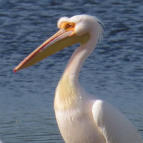 Florida Suncoast Birding: Great White Pelican