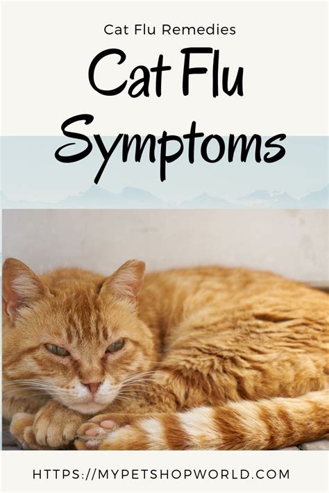 Help! What Cold Medicine is the best for my cat. | Cat cold, Sick cat, Cats