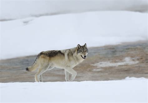 Yellowstone Wolf Hunting Buffer | BigGame Forever