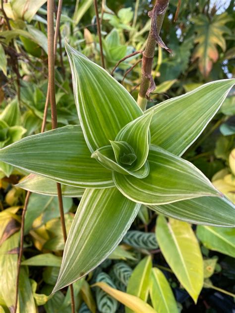 Callisia fragrans Variegated – Brian's Botanicals