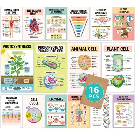 16 Biology Posters for High School Classroom - 11x17in Life Science Posters for Classroom Middle ...