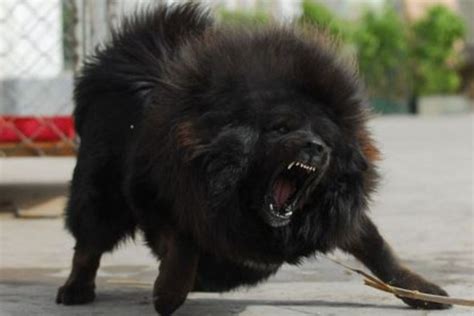 Are Tibetan Mastiffs Aggressive? Are They Dangerous?