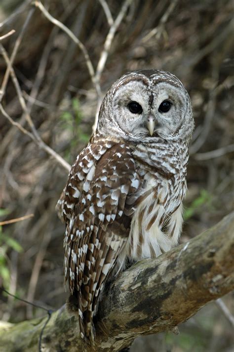 Barred owl | The Raptor Center