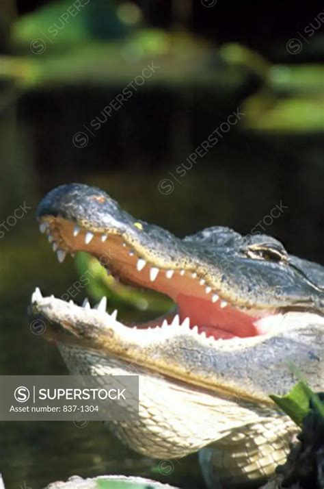 Alligator - SuperStock