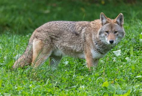 Wildlife Wonders: Exploring the Diverse Animals of Minnesota - Life In ...