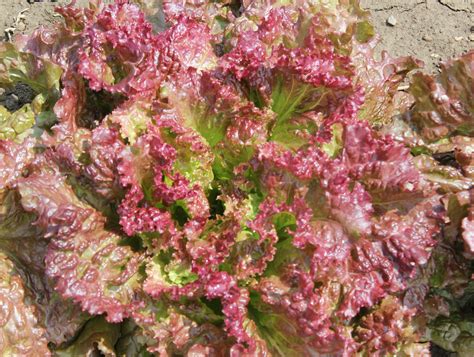 red-leaf-lettuce – J&L Produce Farm Market