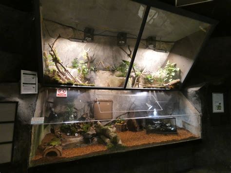 Smooth-sided toad and Asian forest scorpion enclosure - ZooChat