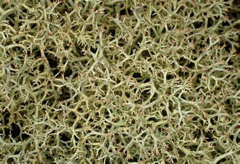 The Fruticose Lichen Cladonia Portentosa Photograph by Dr Jeremy Burgess/science Photo Library ...