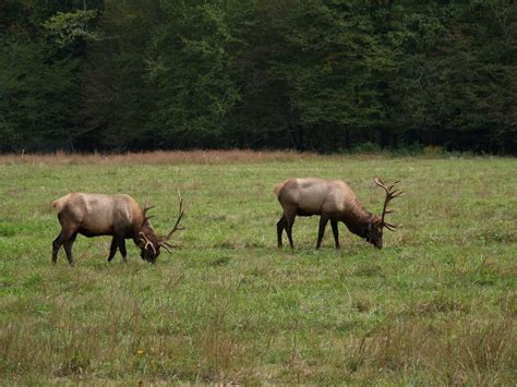 North Cumberland Wildlife Management Area - Cumberland River Basin