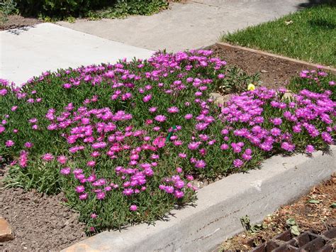 Hardy Ice Plant - Waterwise Groundcover for Utah | Plants, Delosperma ...