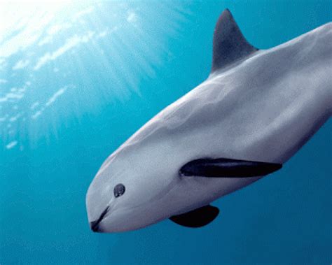 Vaquita Wallpapers - Wallpaper Cave