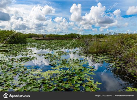 View Anhinga Trail Everglades National Park Florida Usa — Stock Photo ...