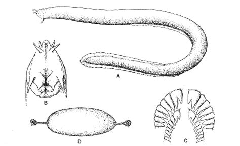 Hagfish Anatomy