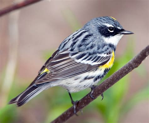 Yellow-rumped Warbler - eBirdr