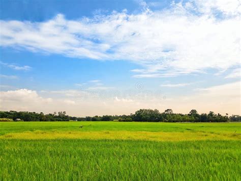 A Fantastic Landscape View of a Rice Field in Beautiful Bangladesh. Stock Photo - Image of ...