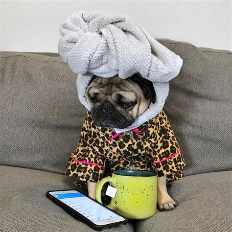 101.3k Likes, 956 Comments - Doug The Pug (@itsdougthepug) on Instagram: “"Me watching all of my ...