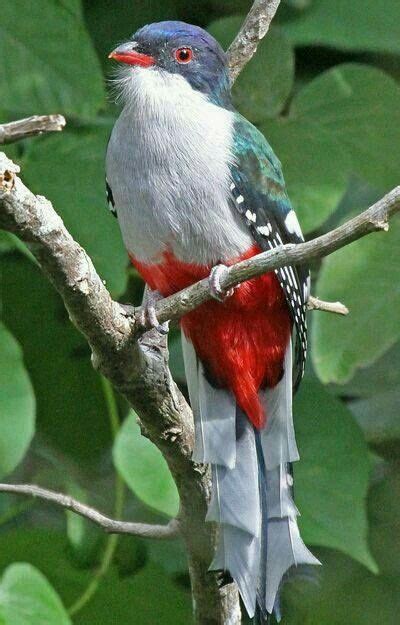 Cuban Trogon or Tocororo (Priotelus Temnurus) Endemic to Cuba-Cuba's ...