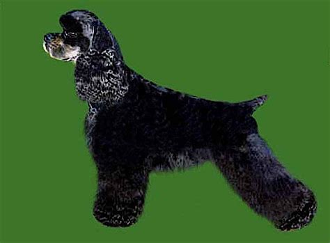 American Cocker Spaniel Grooming - Suburban Trim