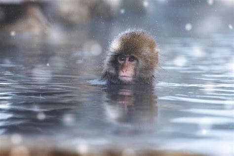 Japanese macaque bathing in hot springs, Nagano | Insight Guides Blog